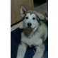 Alaskan Malamute Welpen - Rüde