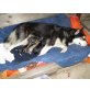 Alaskan Malamute Welpen - Rüde