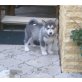 Alaskan Malamute Welpen - Rüde