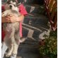 Alaskan Malamute Welpen - Rüde