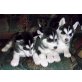 Alaskan Malamute Welpen mit Papieren :), Alaskan Malamute - Rüde
