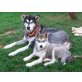 Alaskan Malamute Welpen suchen neues zu Hause, Alaskan Malamute Welpen - Hündin