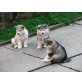 ..Alaskan Malamute Welpen zum verkauf, Alaskan Malamute - Rüde