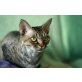 Alaya, Devon Rex - Katze