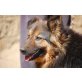 Albahaca, menschenbezogener Schäferhund - Hündin