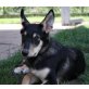 Albatros, Schäferhund-Husky-Mix - Rüde