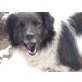Albert, ruhiger, freundlicher Hundemann - Rüde