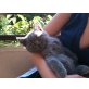Alberto, Britisch Kurzhaarkatze - Kater