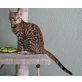Albion, Bengalkatze - Katze