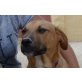 Albit, netter Familienhund - Rüde