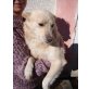 Albita, Schmusebacke sucht Kuschelplatz - Hündin