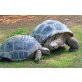 Aldabra