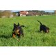 Alegra,Arielle, Rottweiler - Hündin