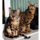 Alegra, Bengalkatze - Katze