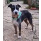 Alekos, Schnauzer-Mischling - Rüde