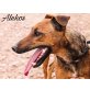 Alekos, Terrier-Mischling - Rüde