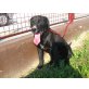 Alen, Labrador-Mischling Alen sucht zu Hause - Rüde