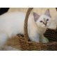 Alena, Heilige Birma - Katze