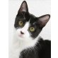 Alena, Pflegestelle in 85659 Forstern - Katze