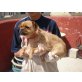 Alessia, Norfolk-Terrier-Mix - Hündin