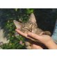 Alex, Europäische Kurzhaarkatze - Kater