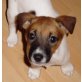 Alex, Filou, Benni, , Jack-Russell-Terrier Welpen - Rüde