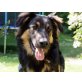 Alex, Schäferhund-Mix - Rüde