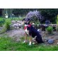 Alex, agiler sportlicher Rüde, Schäferhund - Mix - Rüde