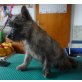 Alexa, Cairn-Terrier - Hündin