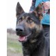 Alexa, Schäferhund-Mischling - Hündin