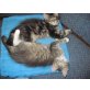Alexa und Alisha, Norwegische Waldkatze - Katze
