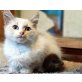 Alexander, Mischling - Kater