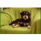 Alexander, Schnauzer-Mix - Rüde