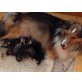 Alexander, Sheltie Welpen - Rüde