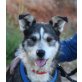 Alexandra, Terrier Husky Mix - Hündin