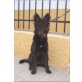 Alexia, Schnauzer-Mischling - Hündin