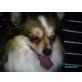 Alf, Chihuahua langhaariger Schlag - Rüde