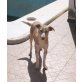 Alf, Podenco - Rüde