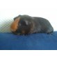 Alf und zamiro, Glatthaar - männlich