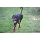Alfa, Dobermann - Rüde