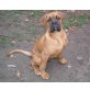 Alfi, Boxer Welpen - Rüde