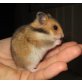 'Alfi' junger, lieber Goldhamster Bub, Goldhamster - männlich