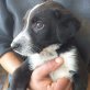 Alfie, ein schüchternes Kerlchen Welpen - Rüde