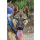 Alfred, Deutscher Schäferhund - Rüde