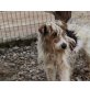 Alfred, Foxterrier-Mix - Rüde