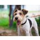 Alfred, Glatthaar-Foxterrier - Rüde