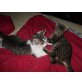 Alfred und Lina, EHK - Kater
