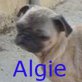 Algie, Mops - Hündin