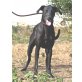 Alha, Labrador-Galgo-Mix - Rüde