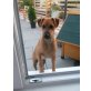 Ali, Jack Russel Mix - Rüde